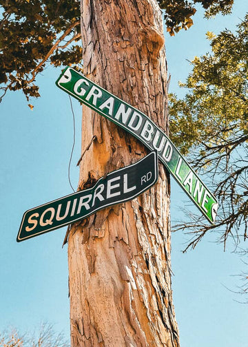 Street signs for 'Grandbud Lanes' and 'Squirrel Rd' attached to a tree against a blue sky.