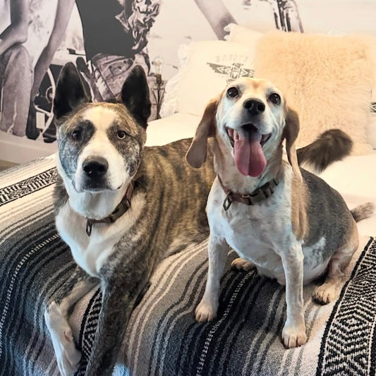 Two dogs sitting on a couch with a patterned background