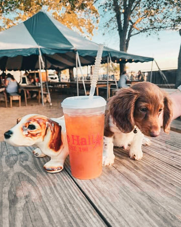 Two small dogs standing next to a cup with 'Zapp Hall' branding on a wooden surface.